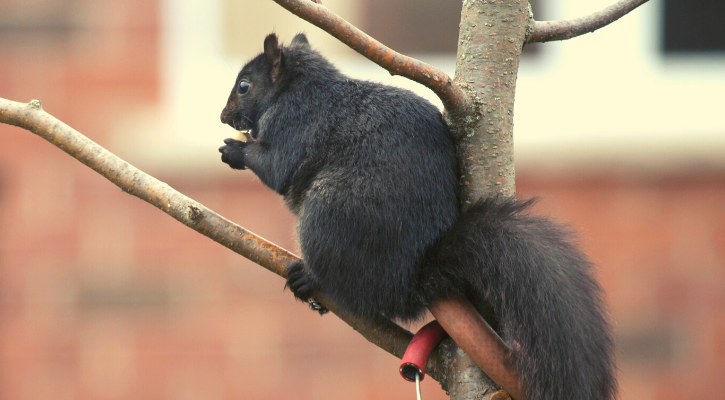 A black squirrel sitting on a branch