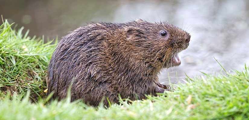 Voles: What Are They?